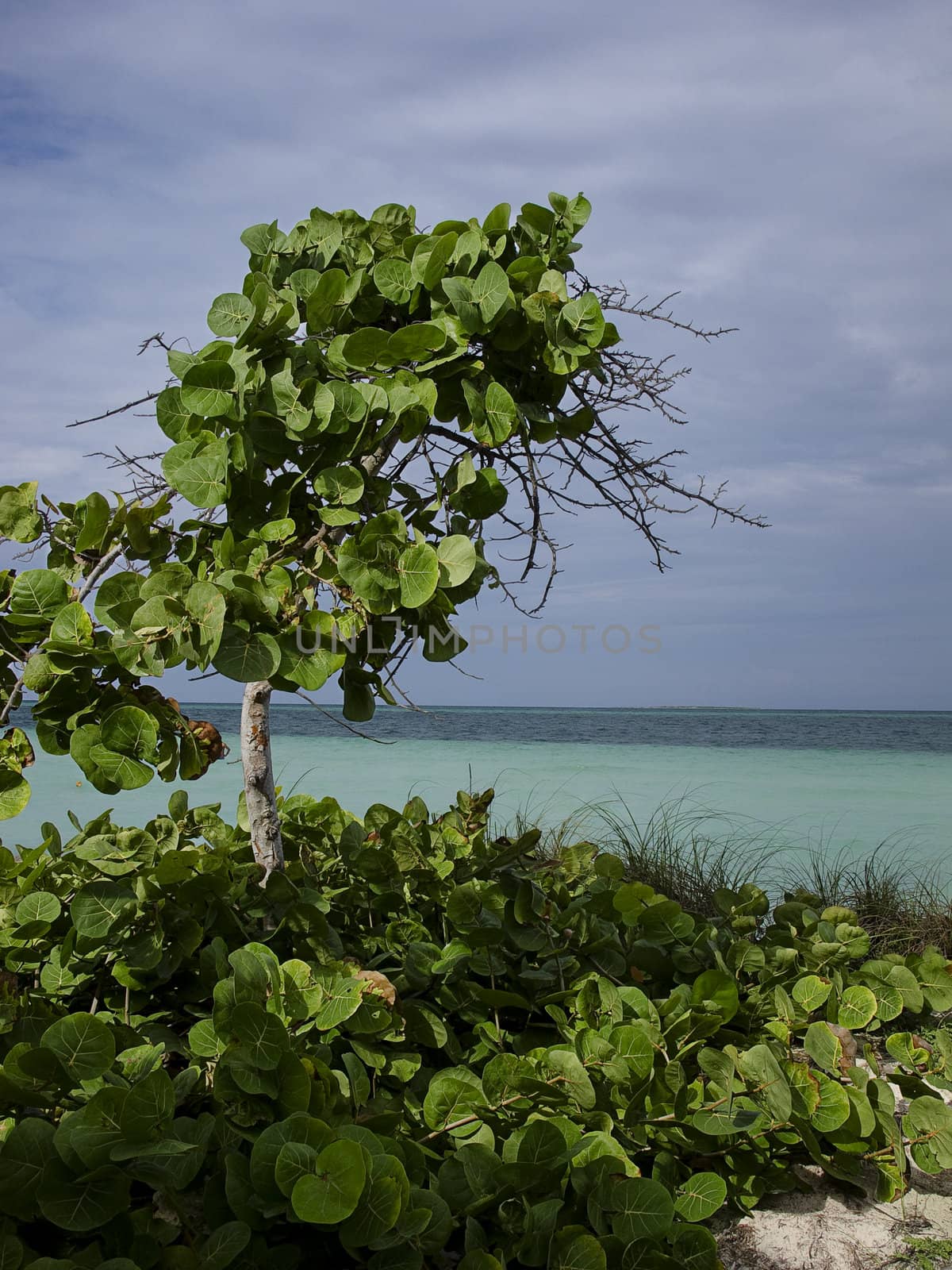 Tree on the beach by the ocean