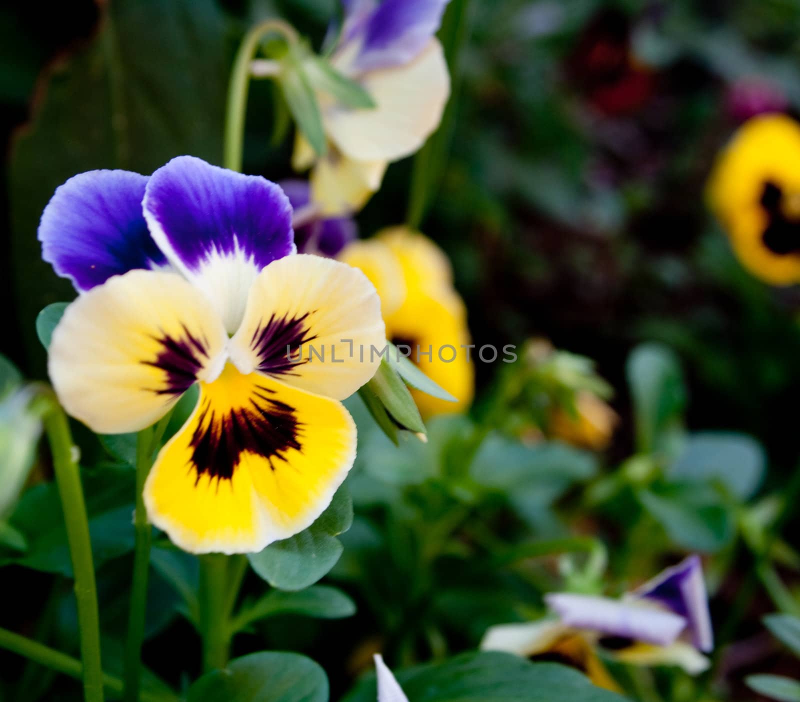 Purple and yellow pansy