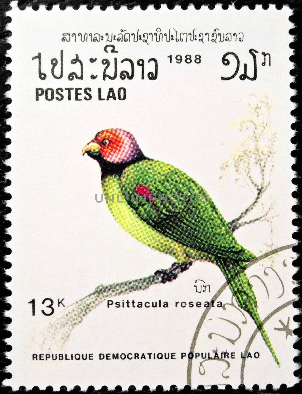 Blossom-headed Parakeet bird stamp. by FER737NG