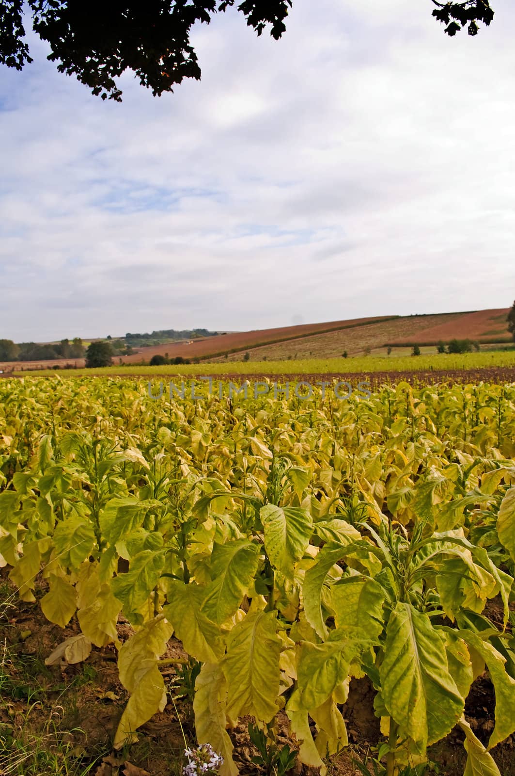 tobacco field