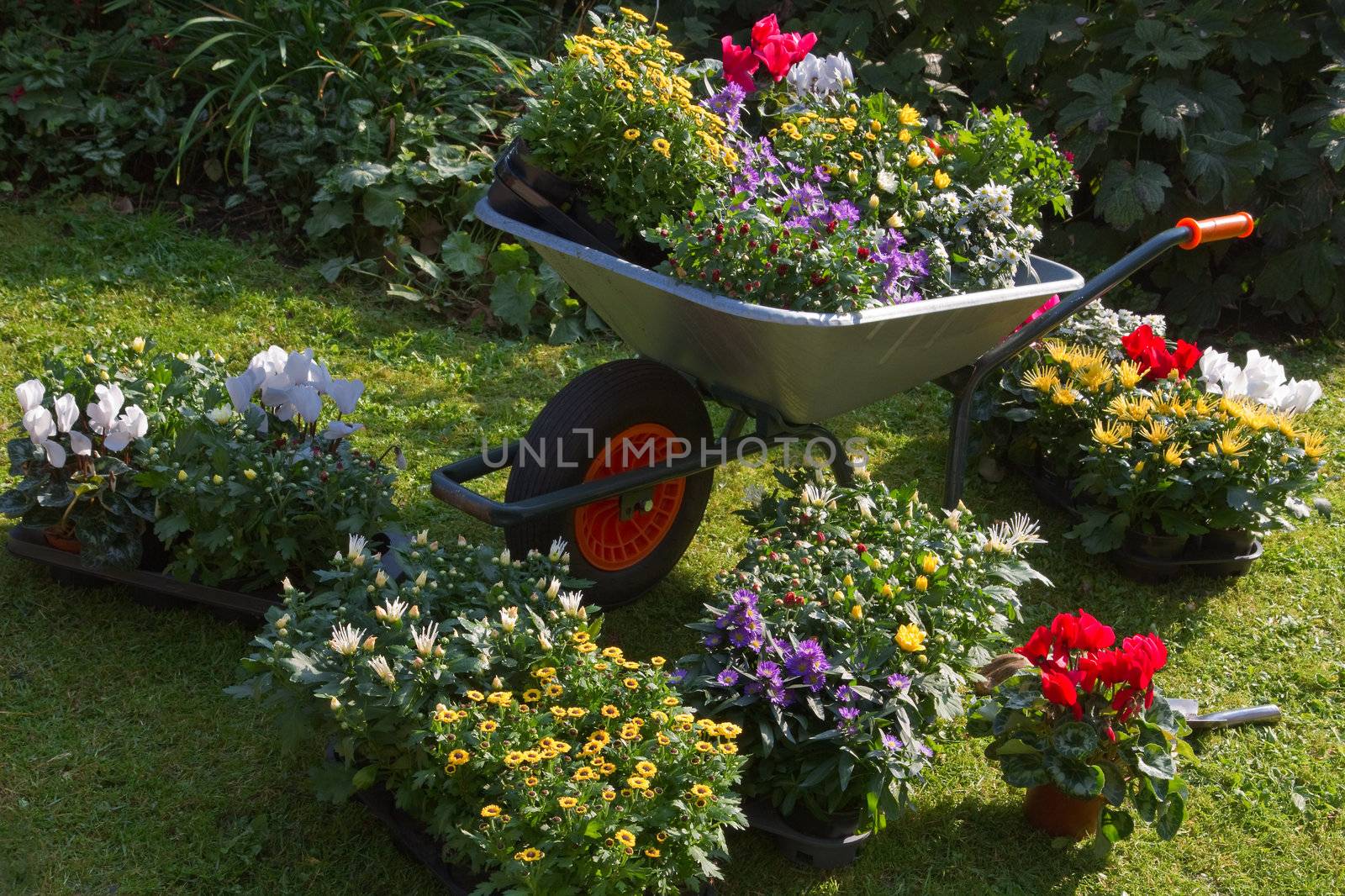 Wheelbarrow and trays with new plants - preparing for planting new plants in the garden on early September morning