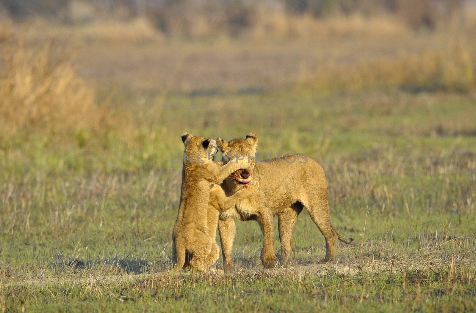 Lioness after hunting with cubs. The lioness with a blood-stained muzzle has returned from hunting to the kids to young lions.