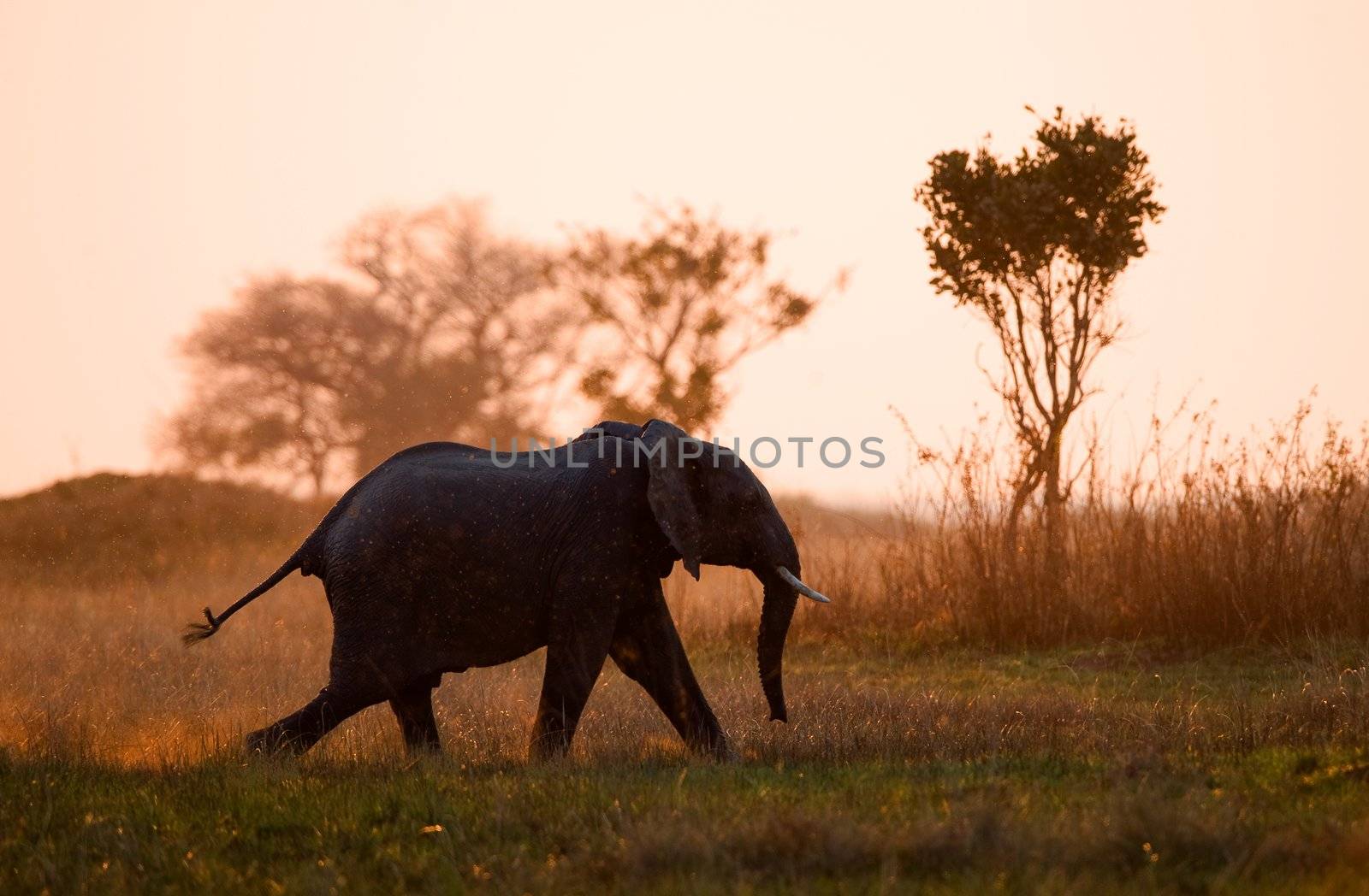 Running on a sunset. An elephant running in beams of the sunset sun. Savanna. The coming sun.