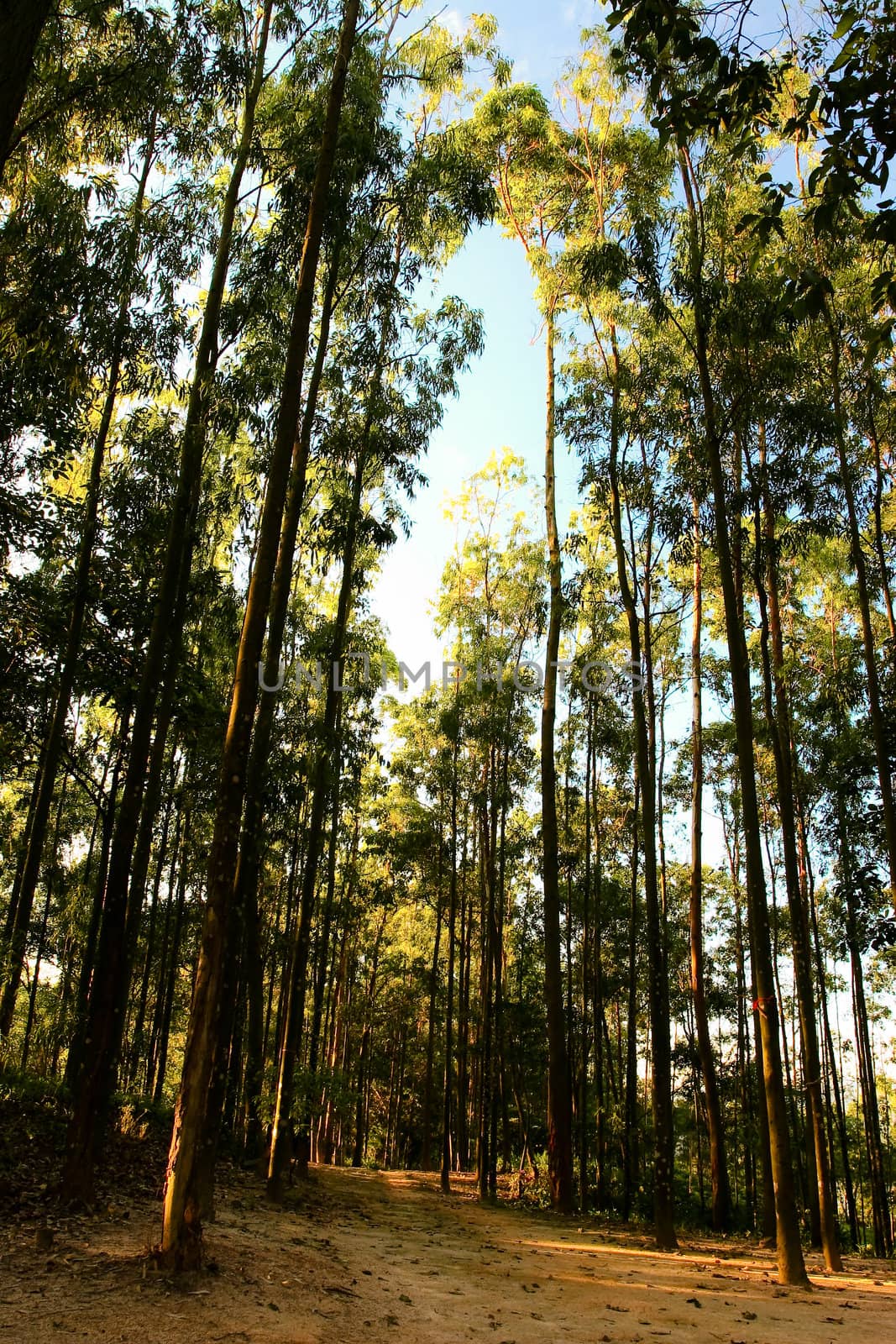 Path in Forest by yayalineage