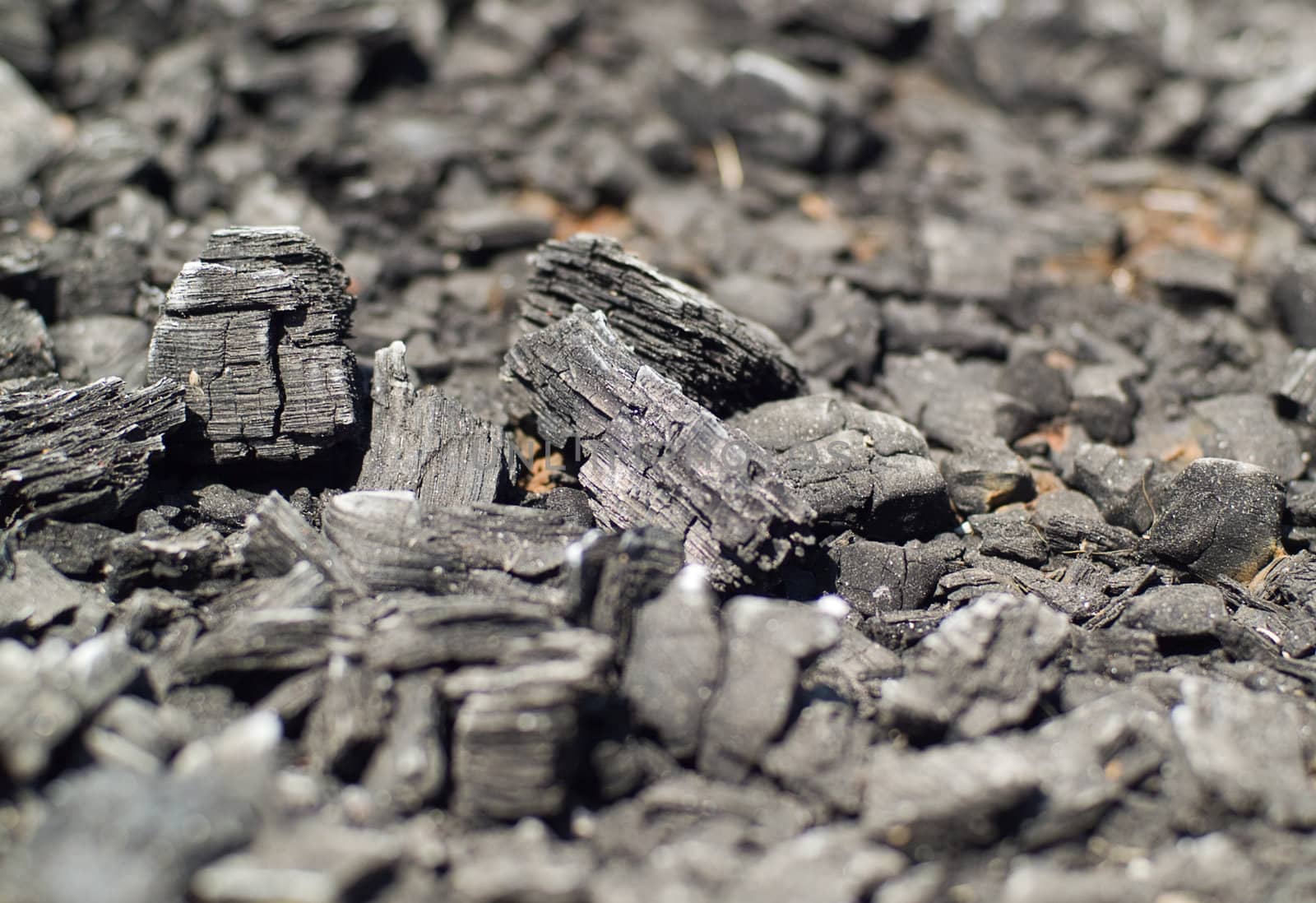 Burnt Wood, looking more like charcoal at this point. Shallow Depth of Field.