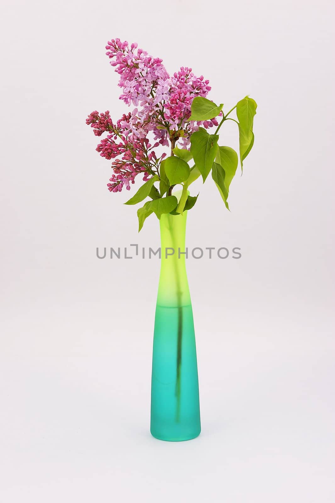 lilac in the vase