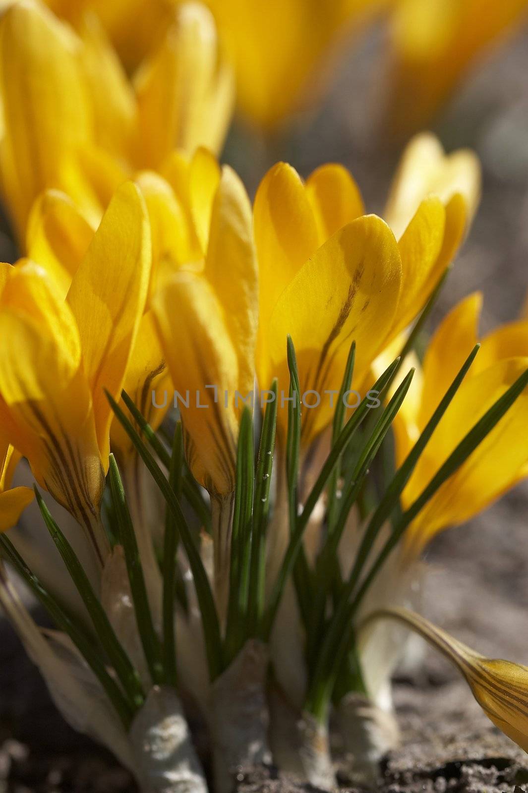 yellow crocus