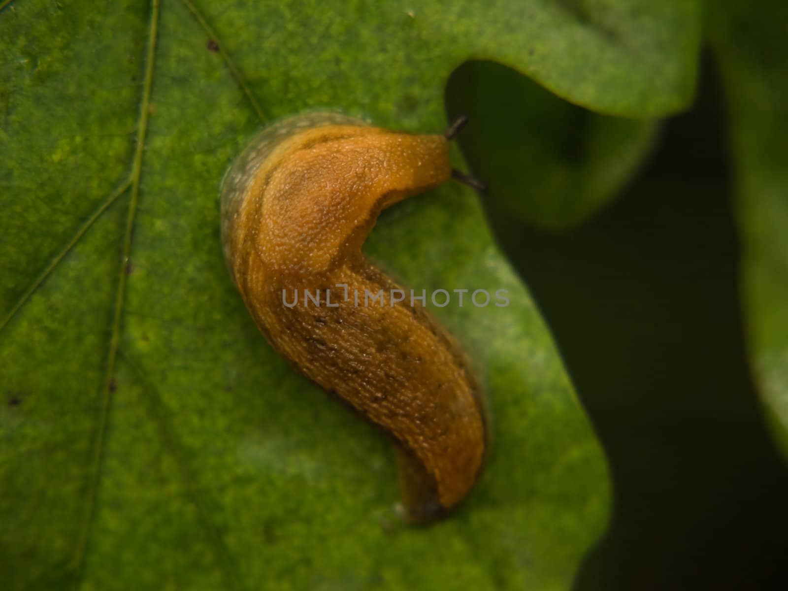 snail by drcocaina