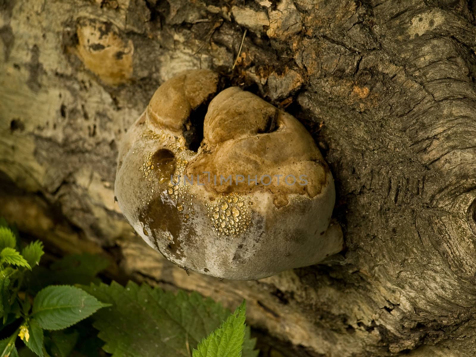 mushroom by drcocaina