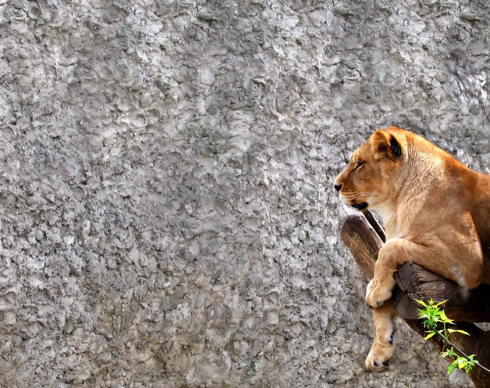 The picture of resting lioness is done in a zoo