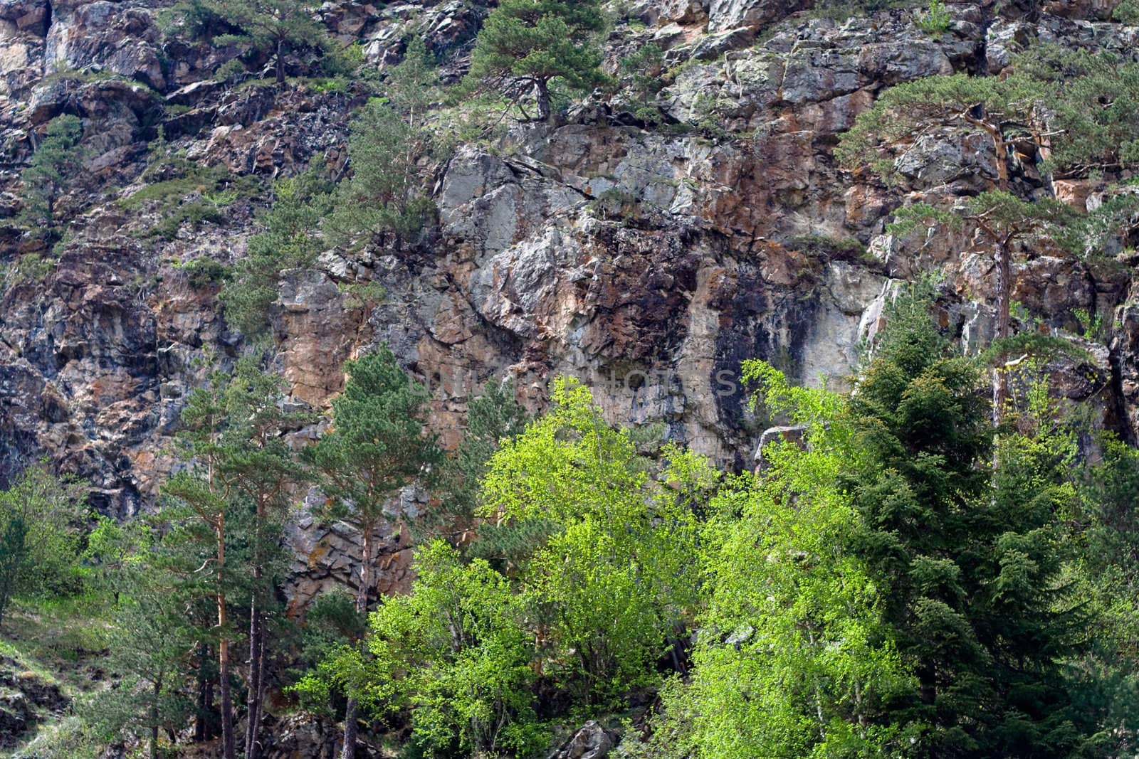 Caucasus: rock and green trees
