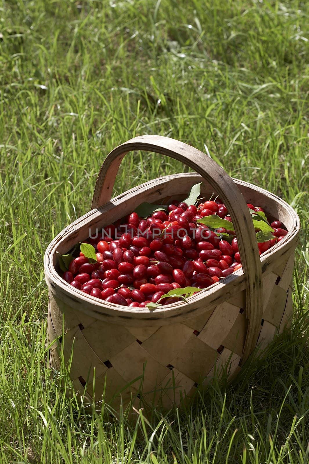 cornelian cherries