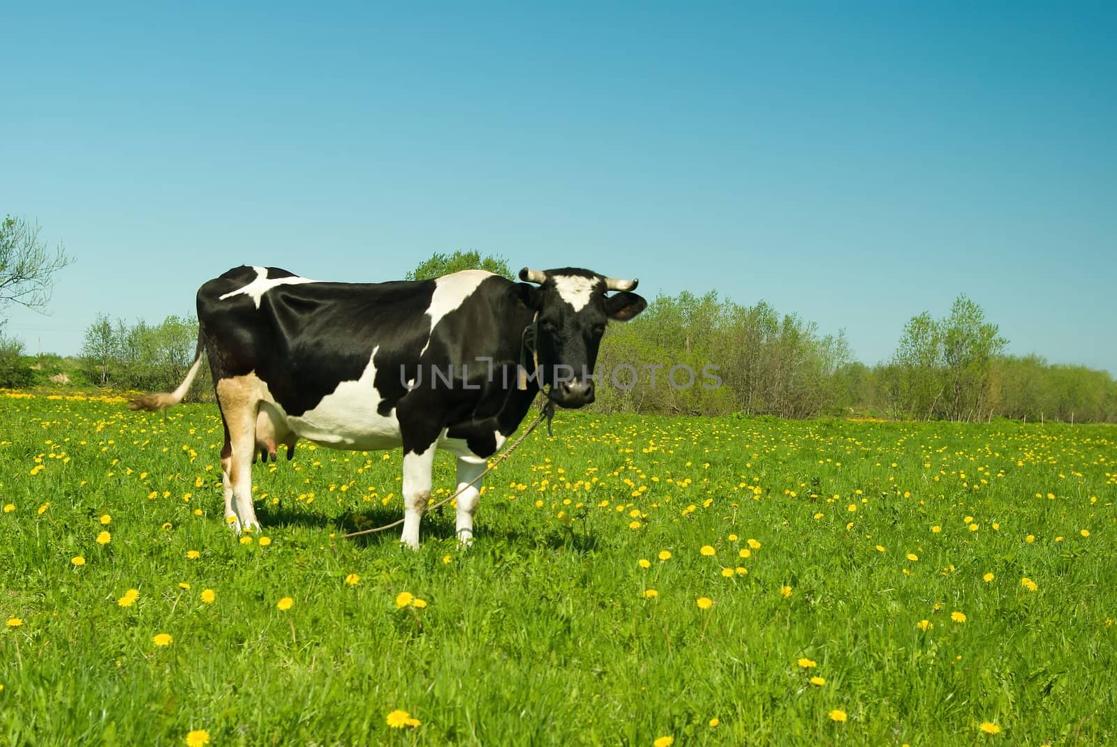 cows in pasture.An inquisitive cow in a scenic field

