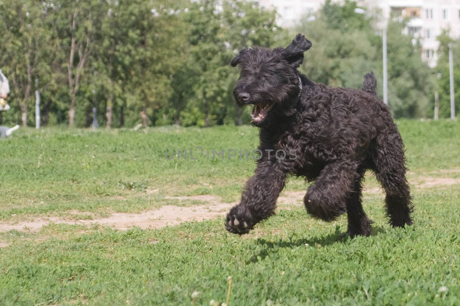 young black terrier on green field
