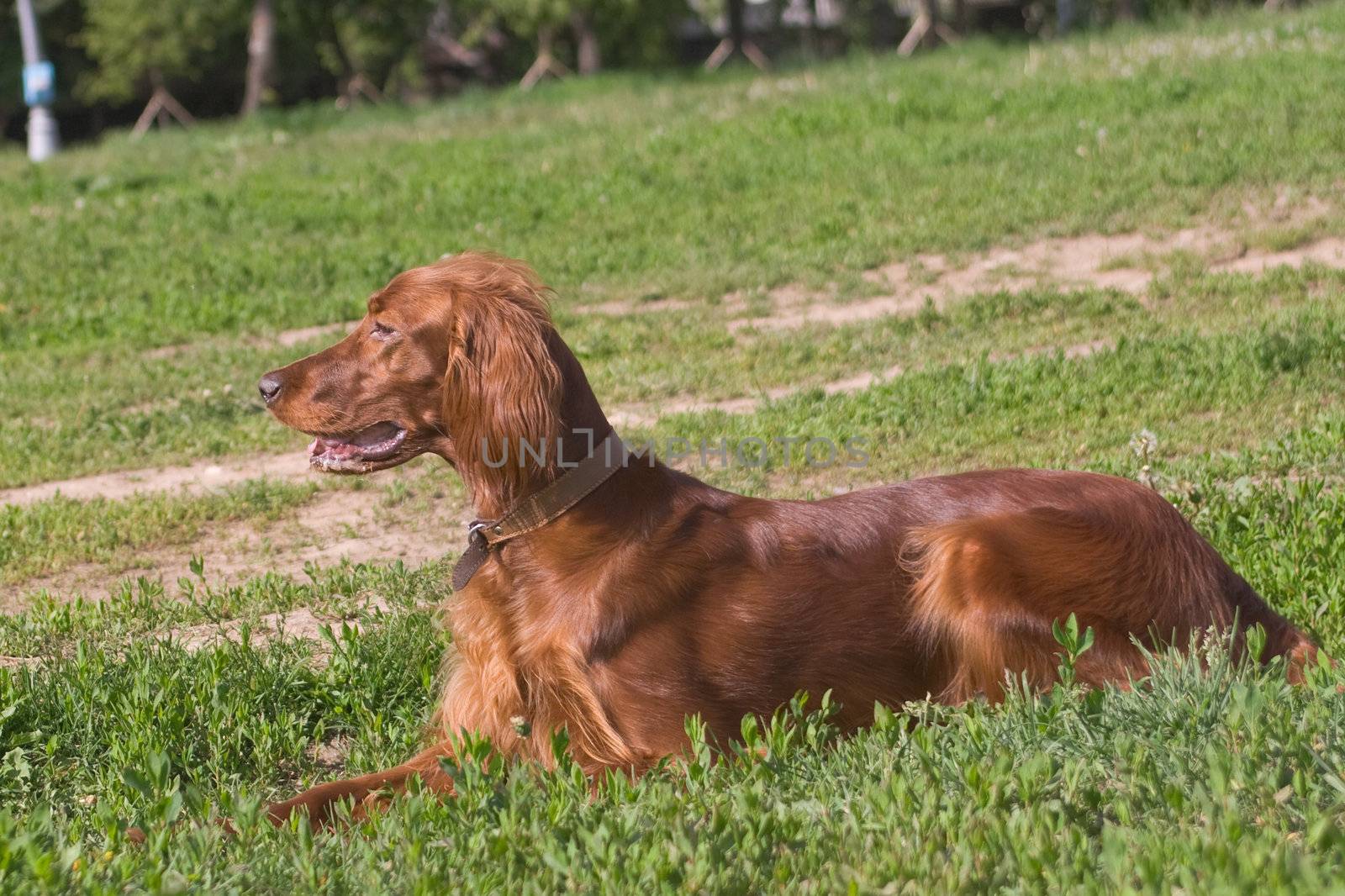 young irish setter on green field
