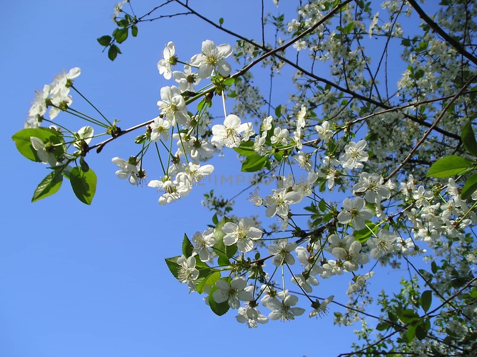 A spring and cherry came effloresced. March, April, May – all comes back to life at this time, flowers and sings.