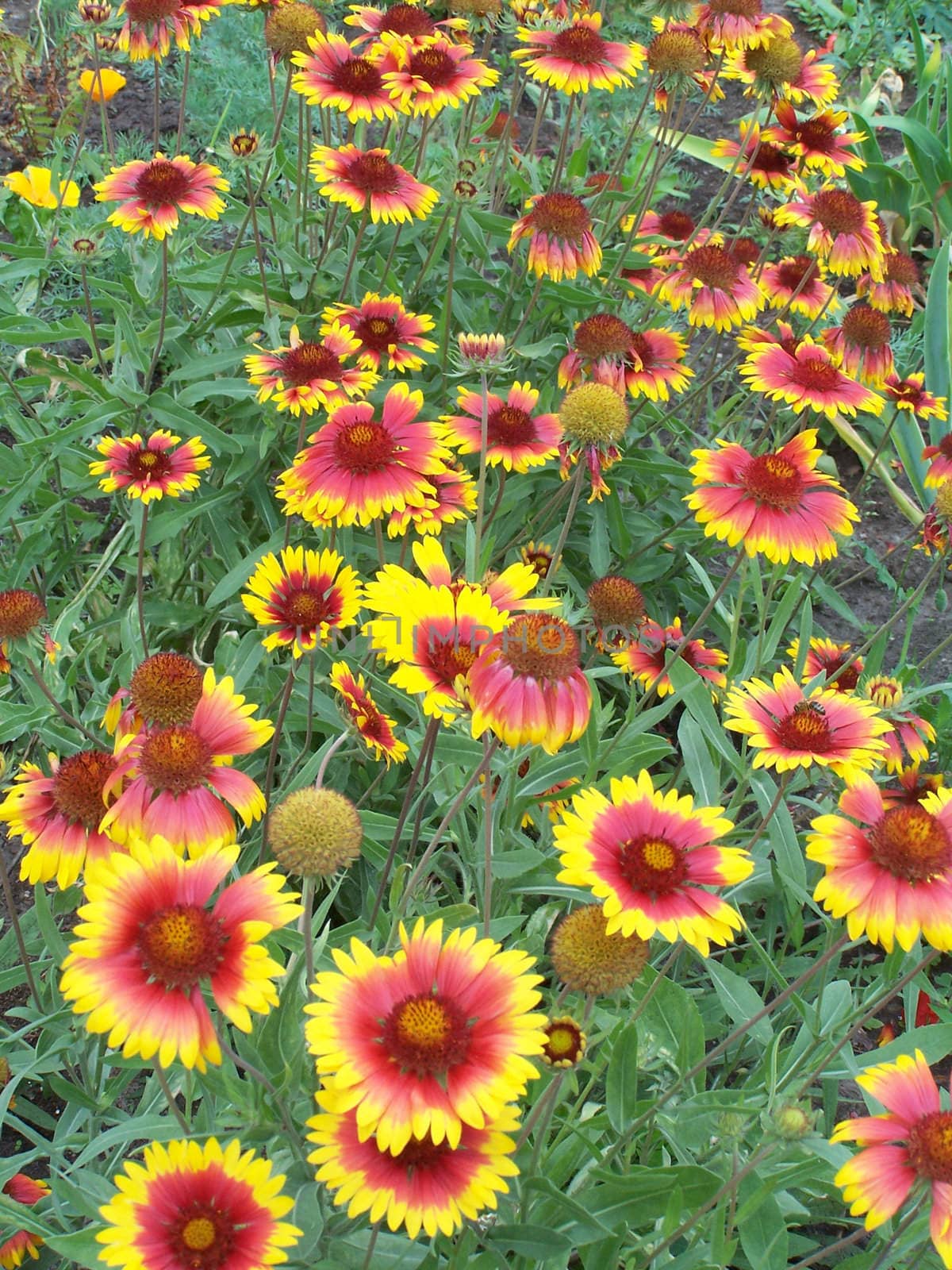 Close up of the red and yellow sun bride flowers.