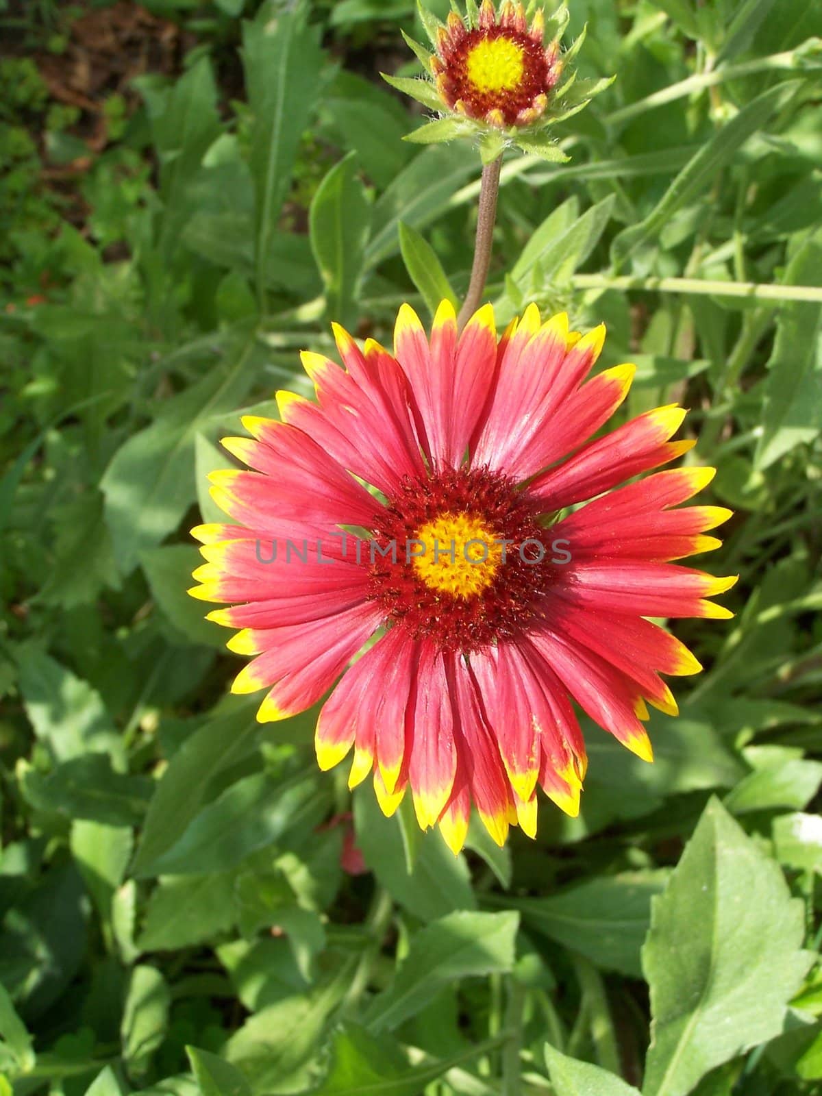 Close up of the red and yellow sun bride blossom and bud.