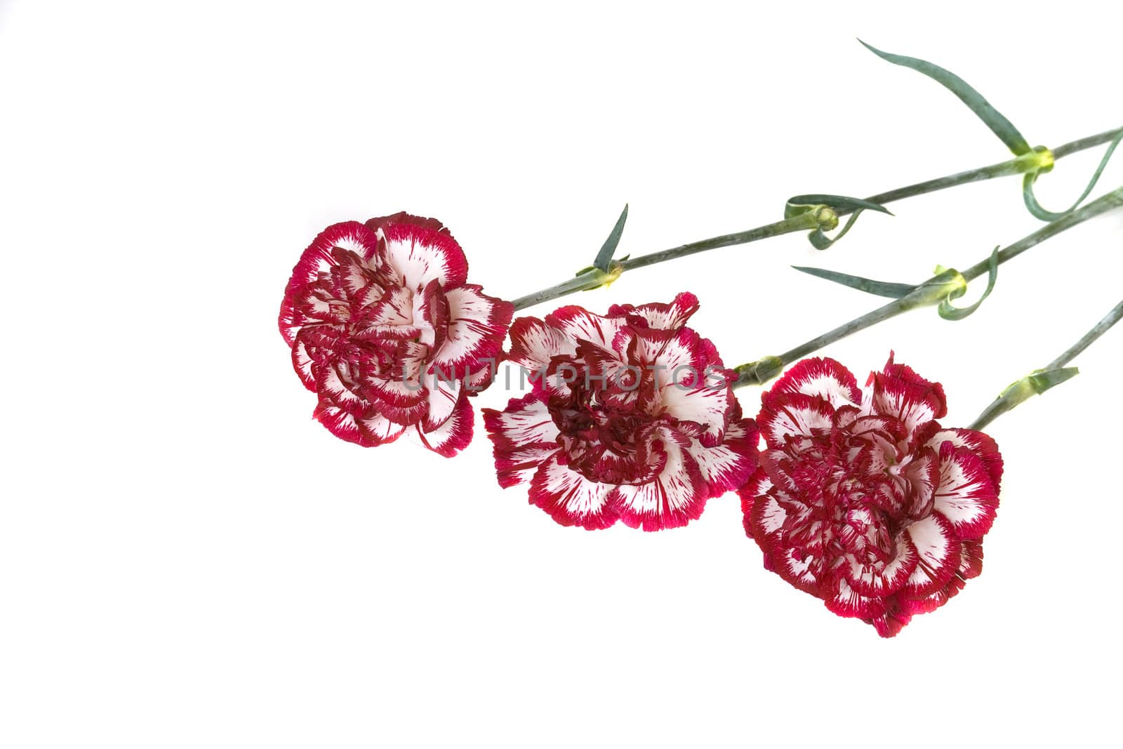 Red carnations on a white background with copy space