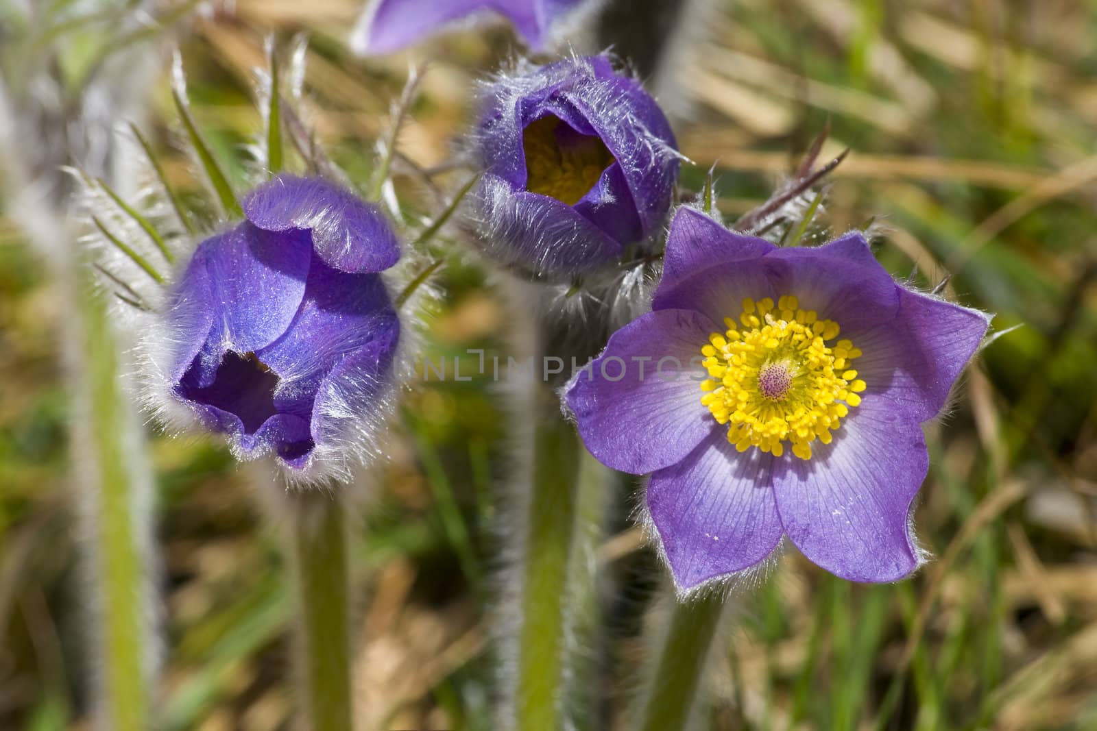 Common pasque flower (pulsatilla vulgaris), one of the earliest flowers in spring