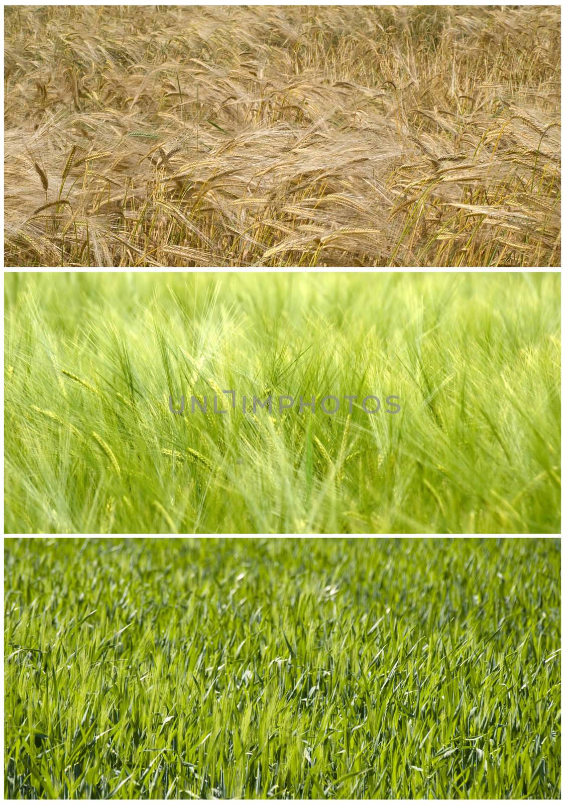 composite picture of a wheat durum field showing the evolution from  Spring to Summer