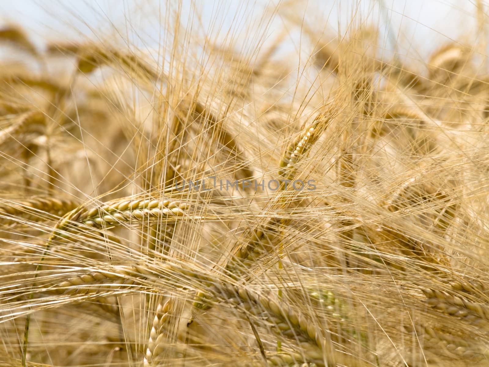 Golden wheat field at the end of Spring