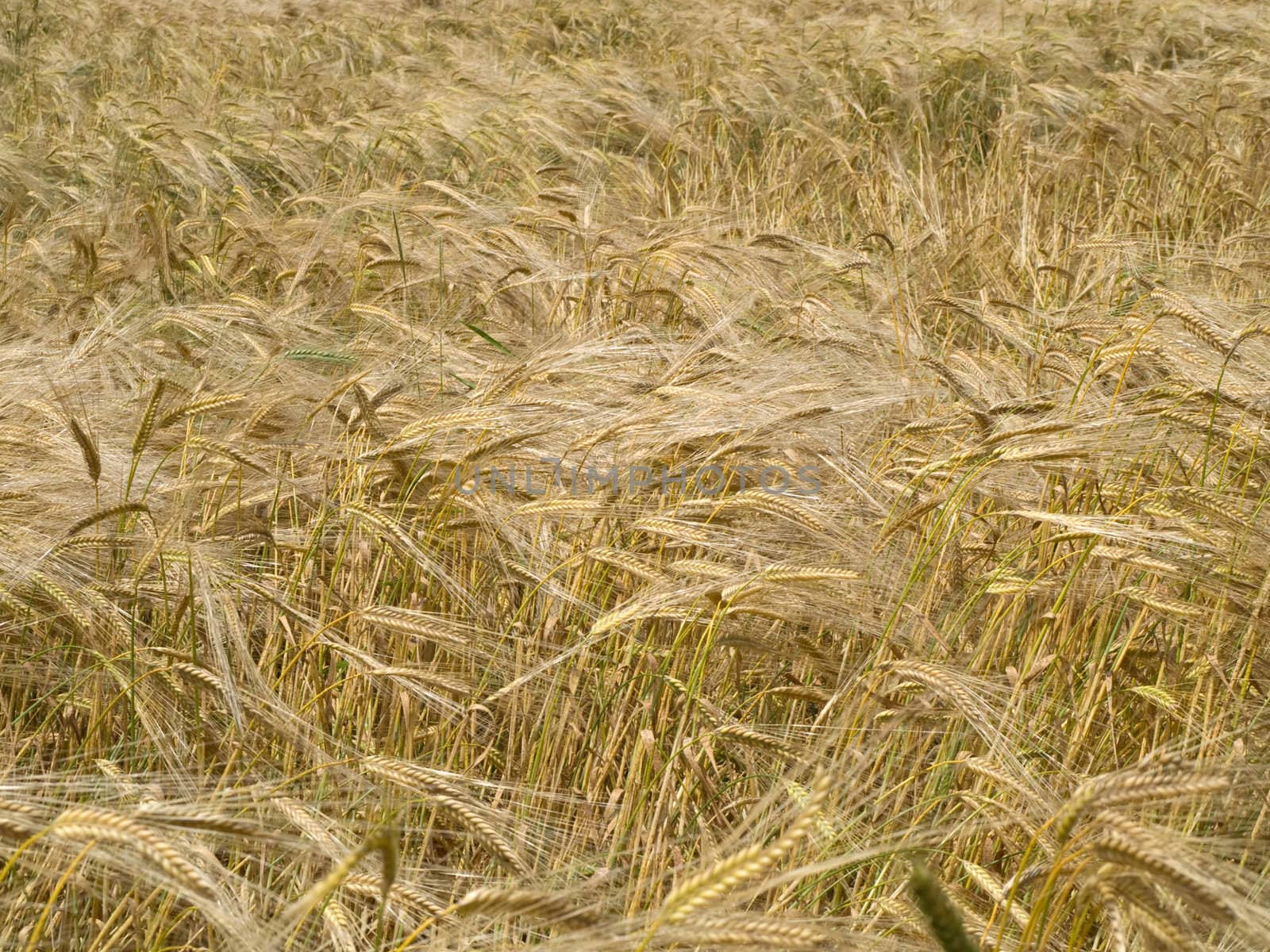 Golden wheat field at the end of Spring