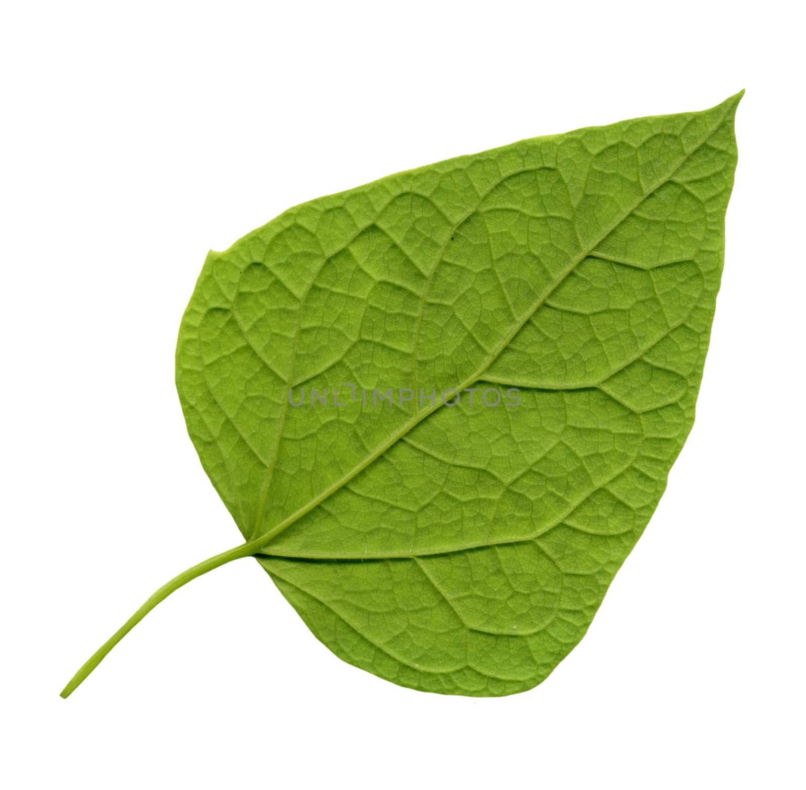 High definition picture of a green leaf isolated on white