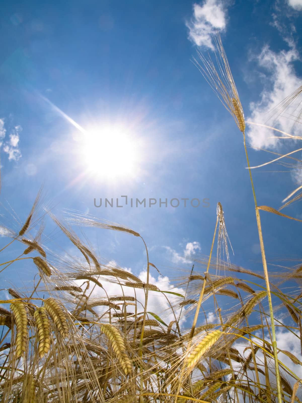 Golden wheat field at spring under the sun