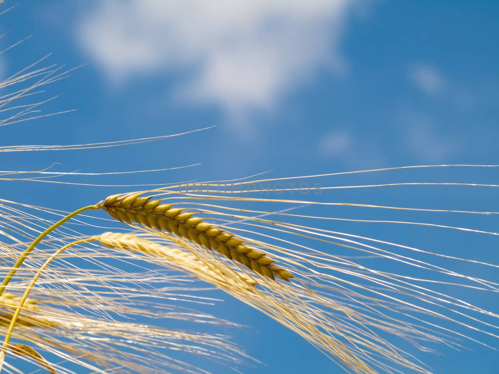 Golden wheat  at spring under blue sky with clouds