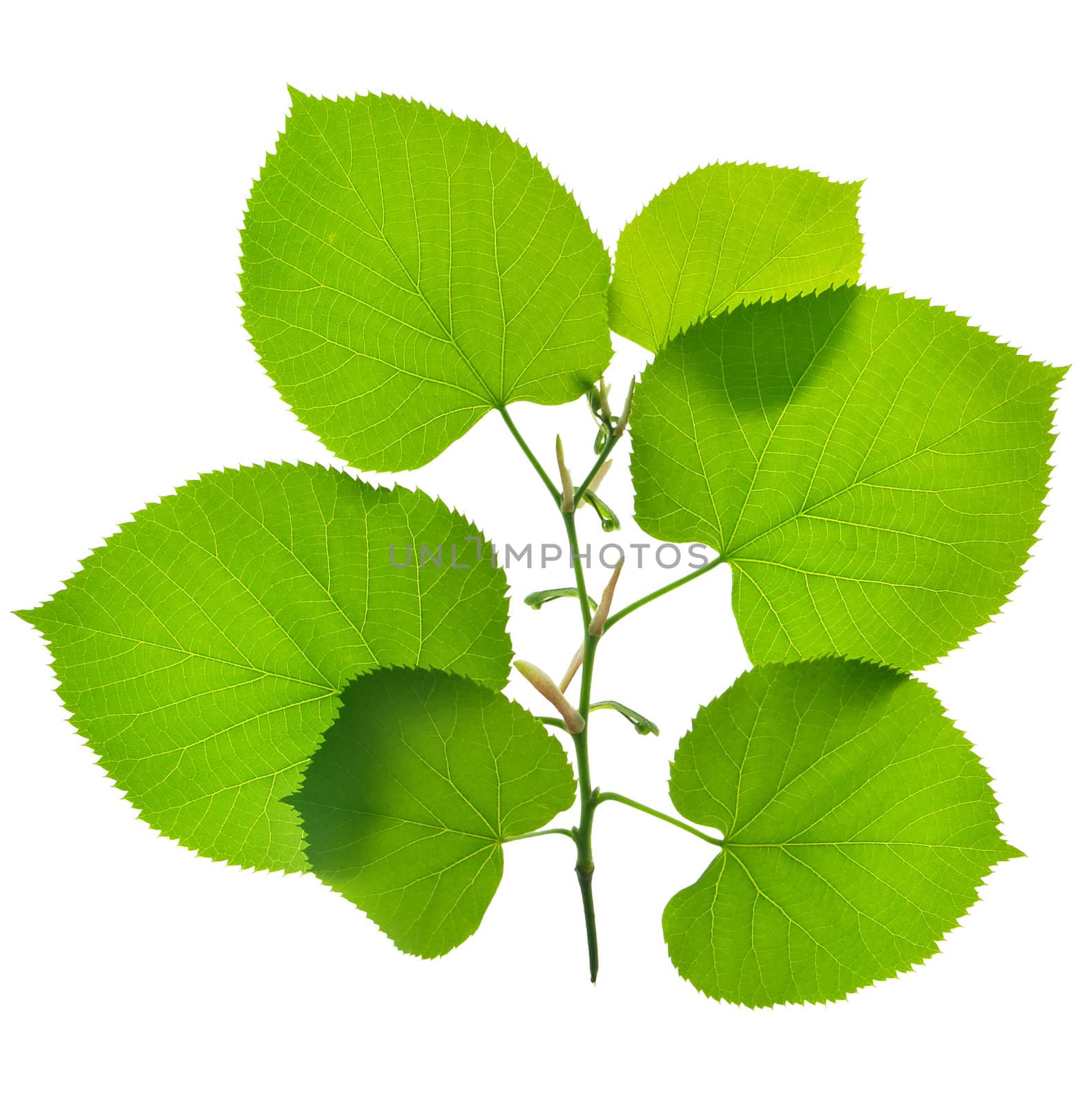  isolated green leafs on blue background. clipping path included