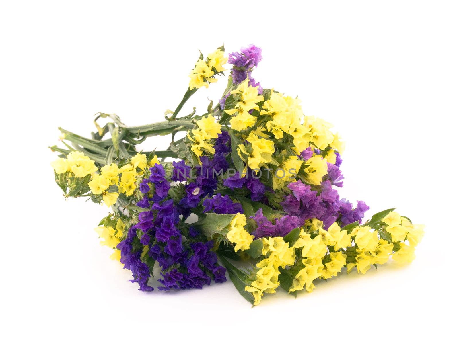 Bouquet of beautiful statice flowers on white background.