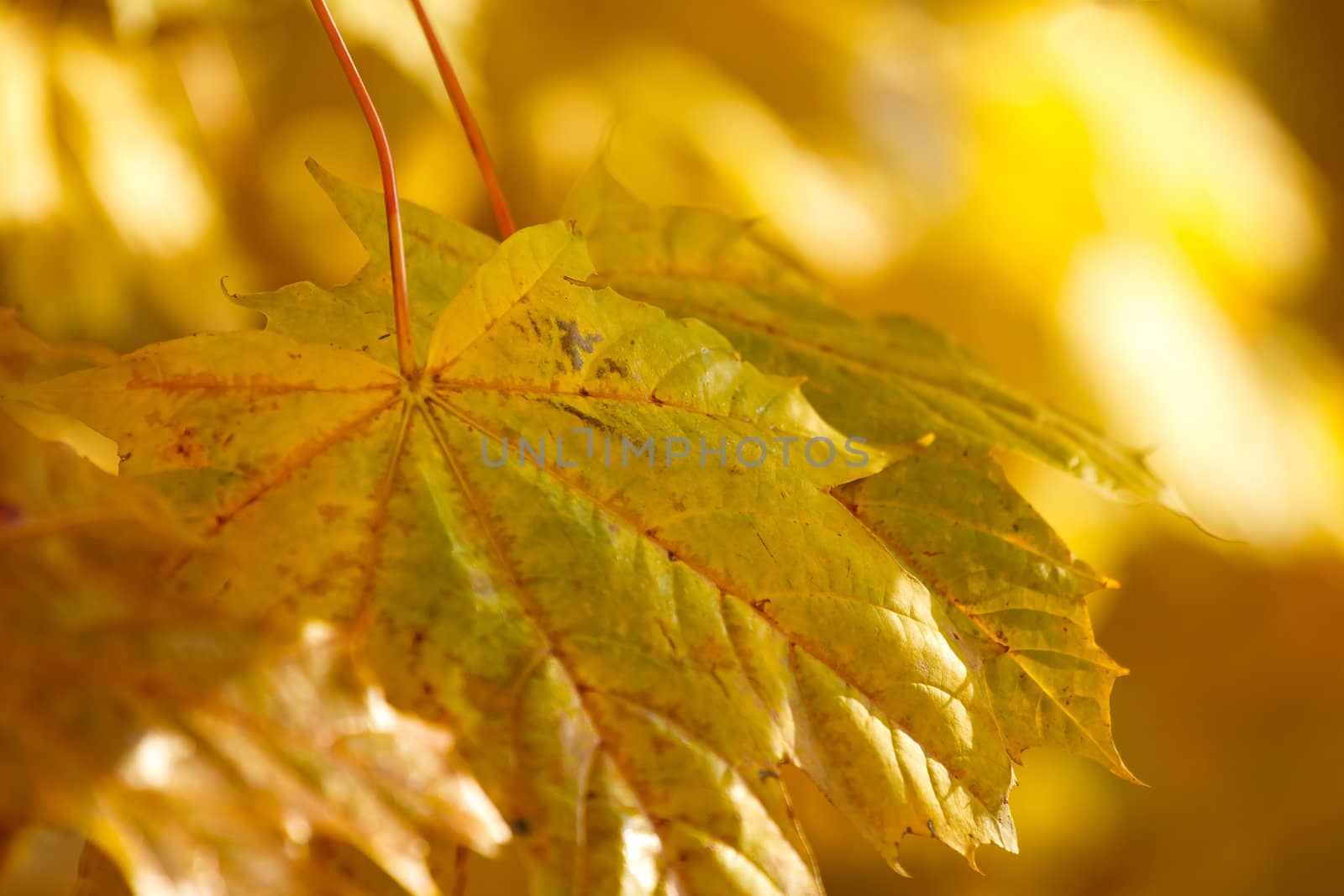 Autumn background with very shallow focus 