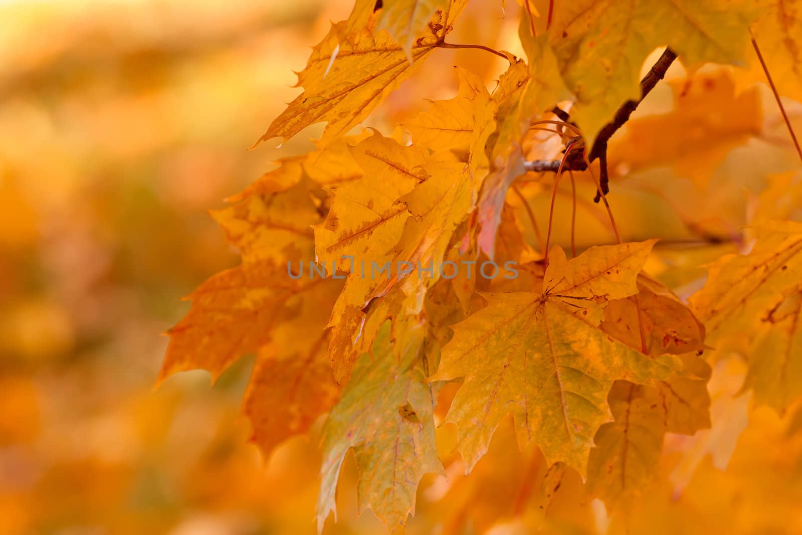 Orange Autumn background with very shallow focus 