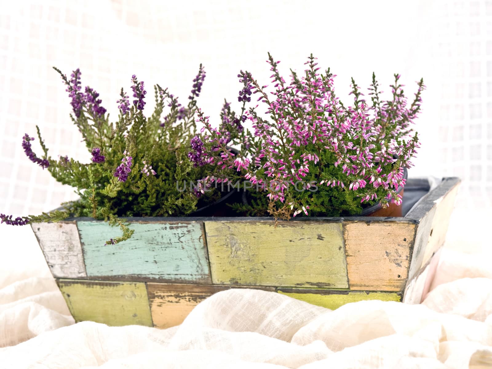 A beautiful pink heathers in old-fashioned flower-pot