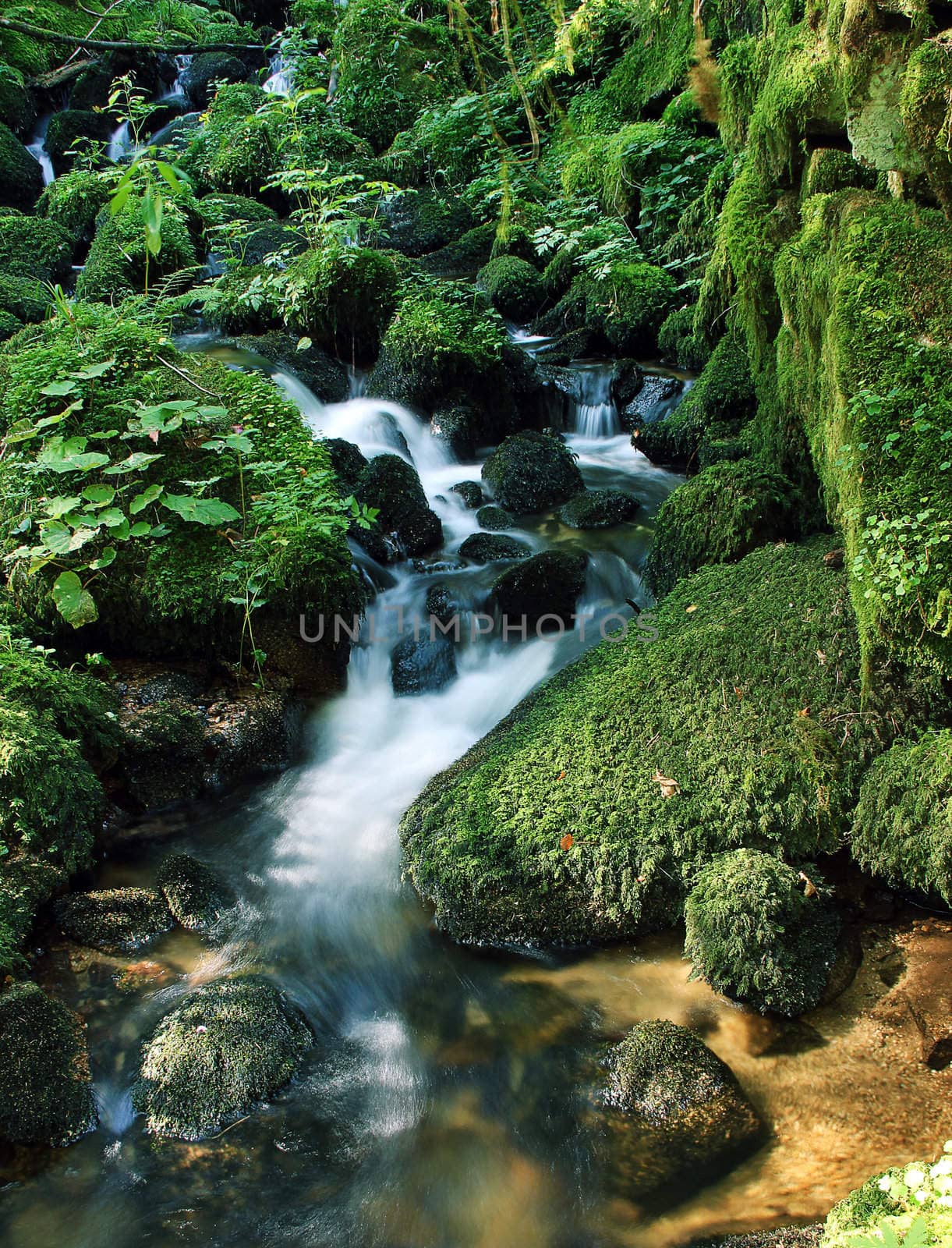 little flowing river in beautiful green natrure