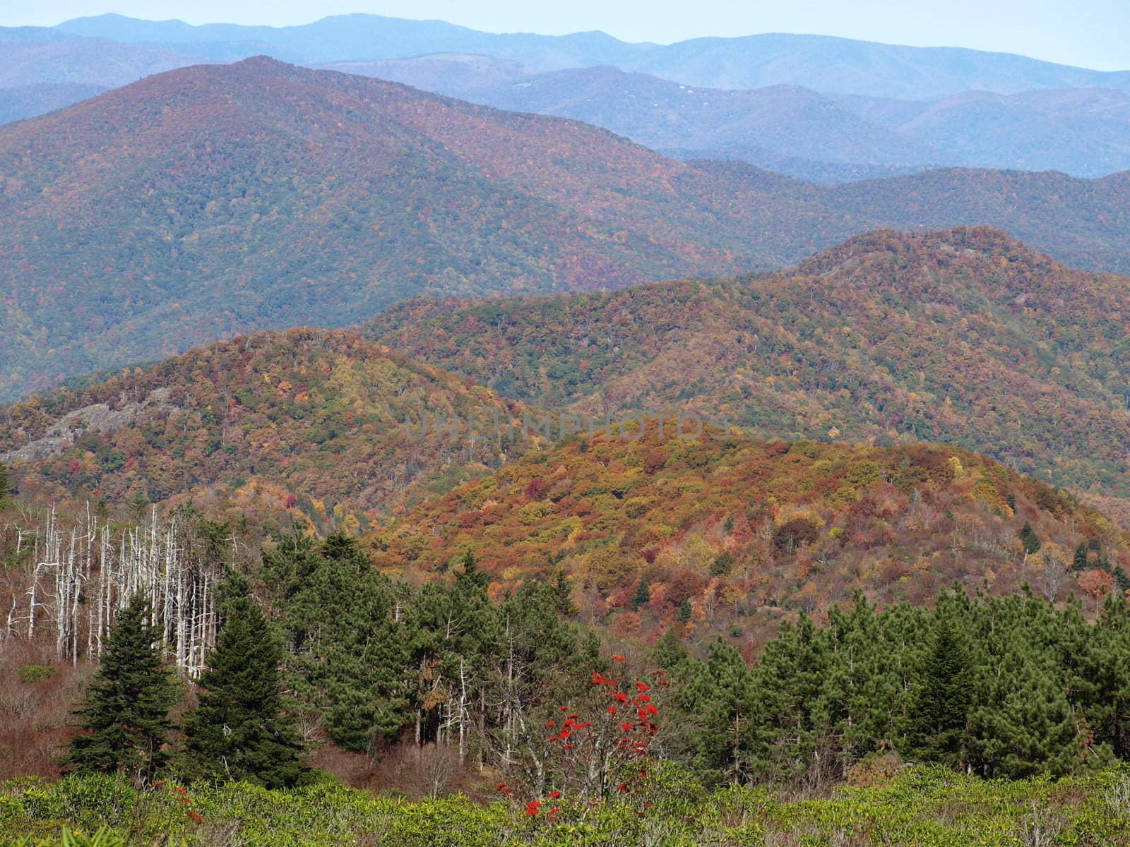 Along the trail in North Carolina. Views along the Art Loeb Trail.