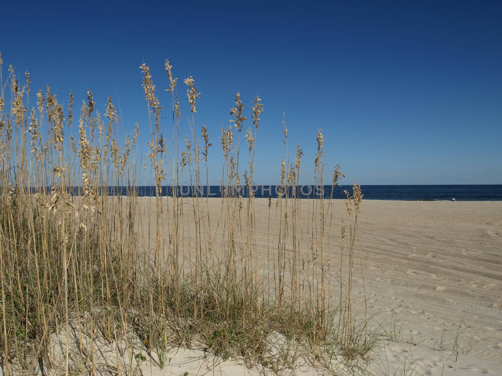 Along the shore in North Carolina