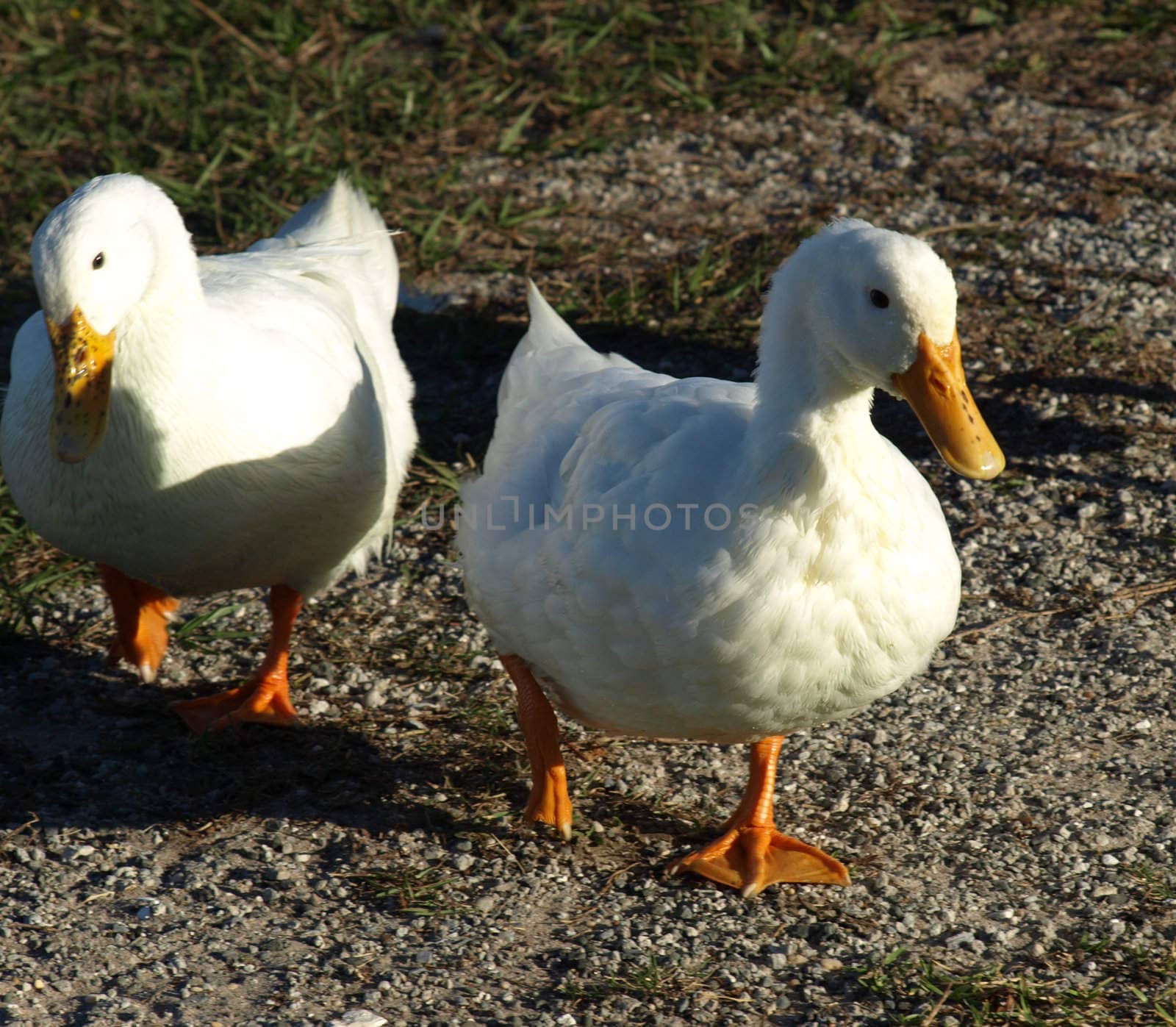 A duck in the grass shown up close