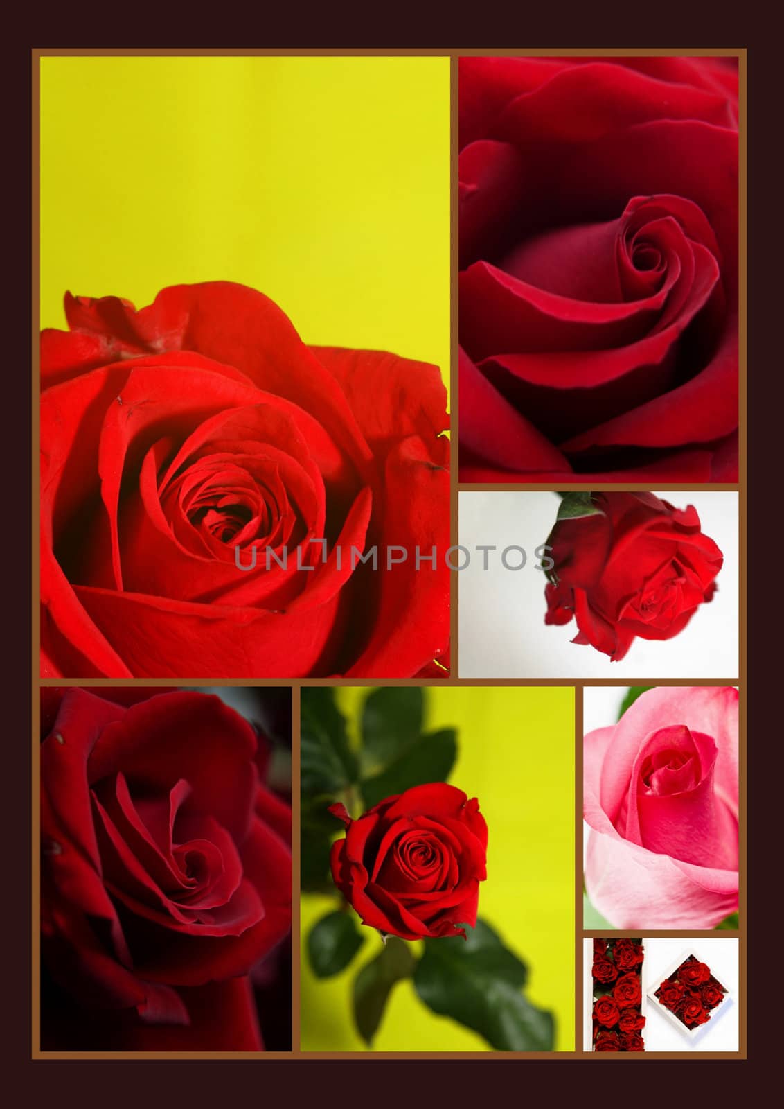 Montage of different red rose flowers collage of pictures