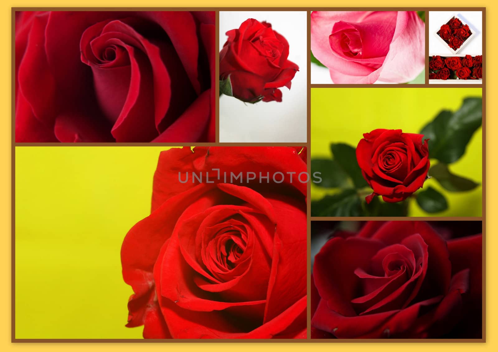 Montage of different red rose flowers collage of pictures