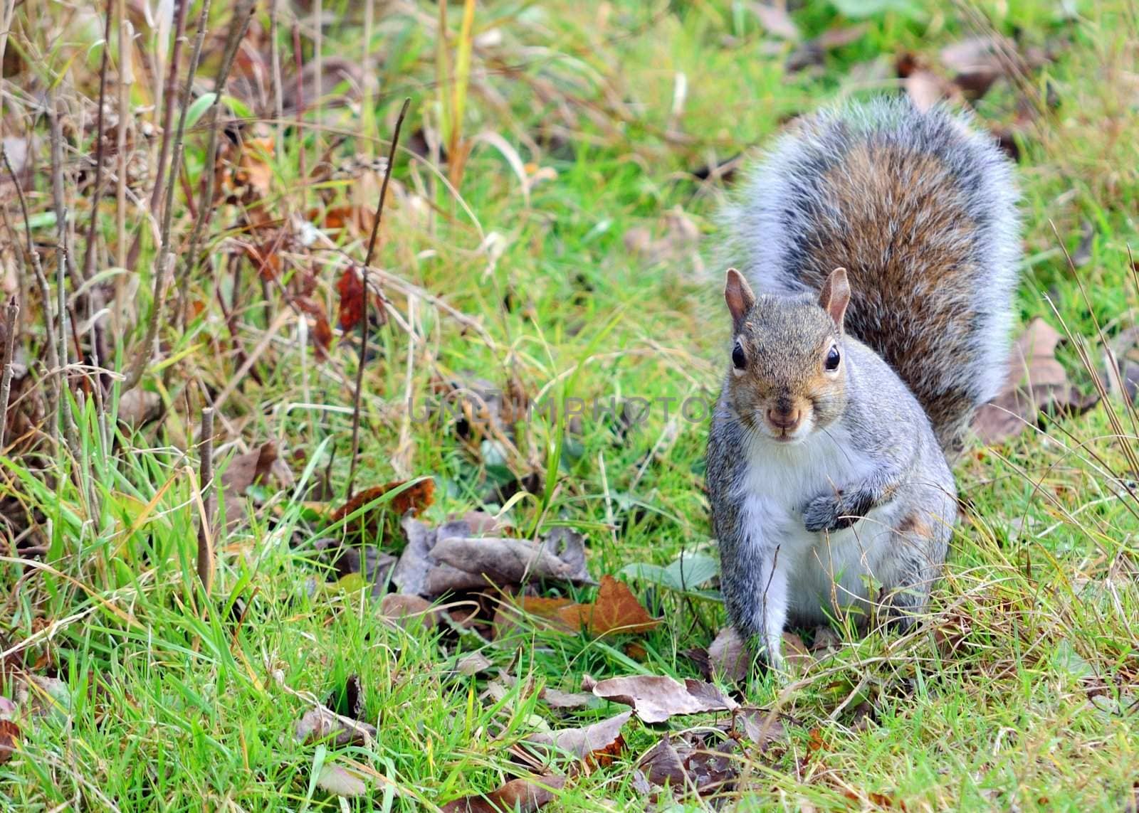A gray squirrel standing in the grass.