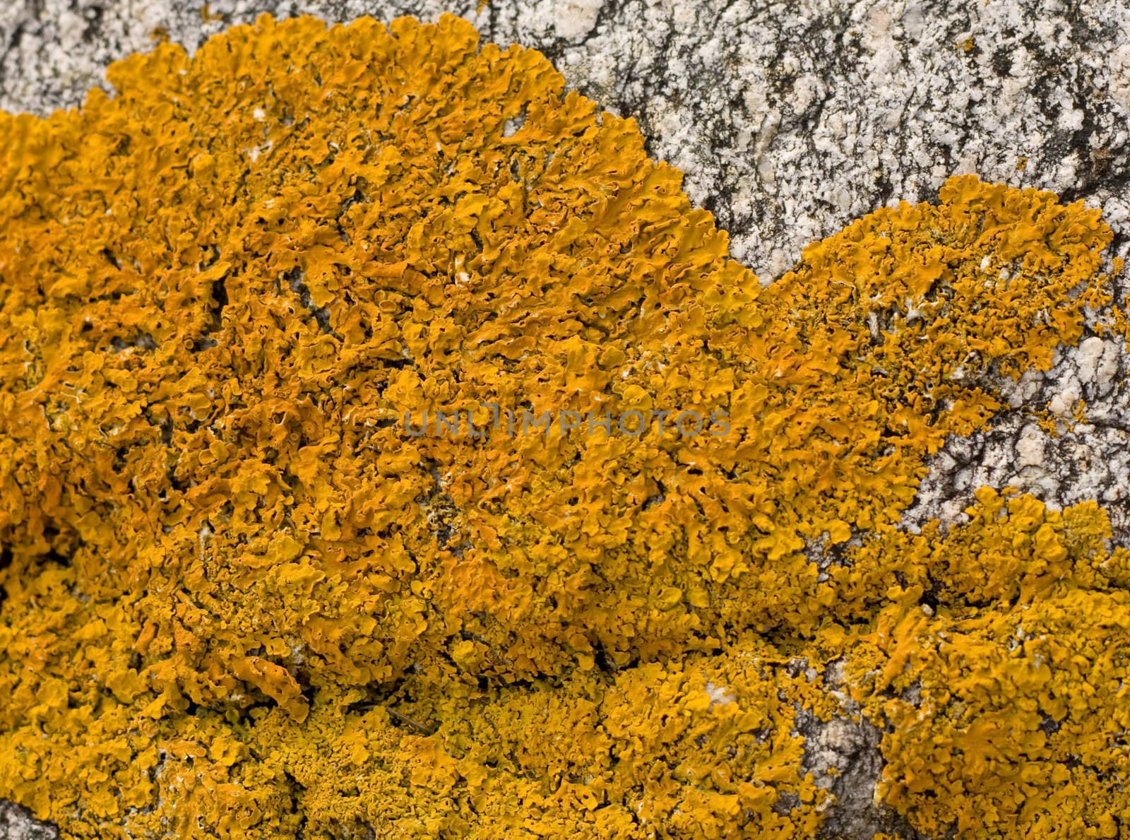 Common orange lichen (Xanthoria parietina) or "shore lichen", "yellow scale", or "maritime sunburst lichen", on white and grey gneiss. 