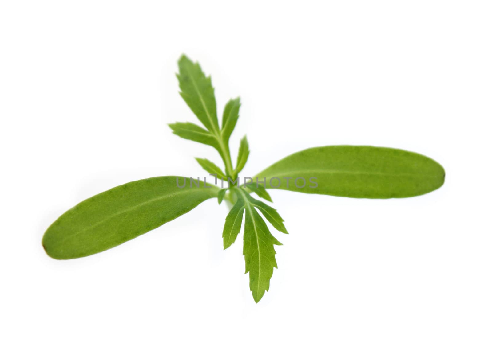 Green little seedling of marigold (Tagetes) on white background. Shallow DOF.