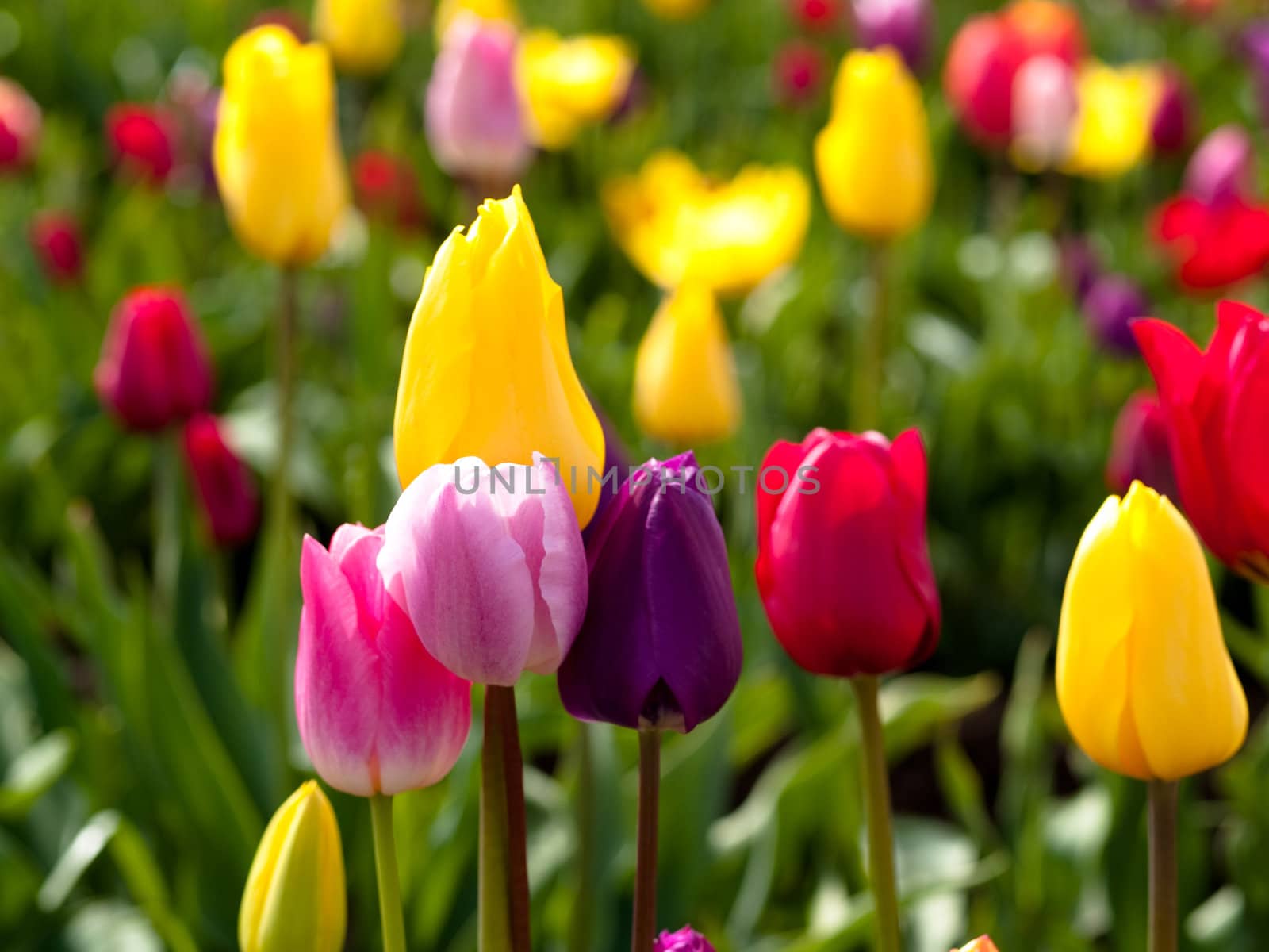 Tulips in a blooming field