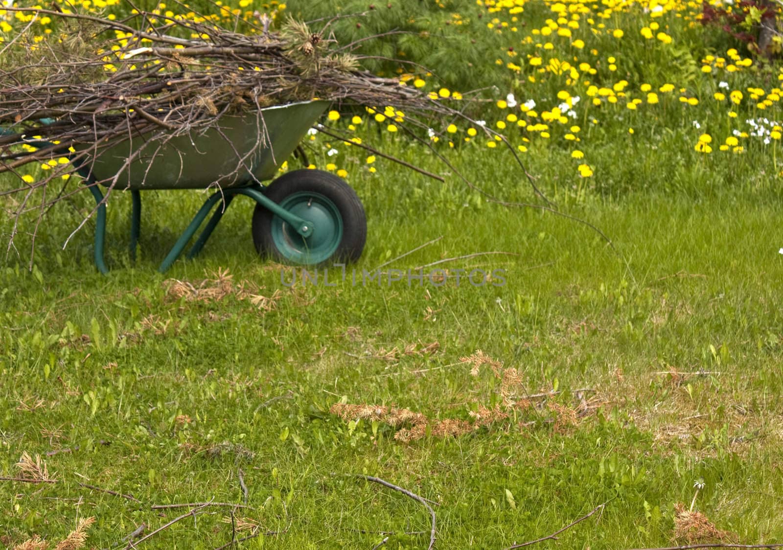 Spring cleaning in the garden, wheelbarrow full of twigs, with a dandelion background.