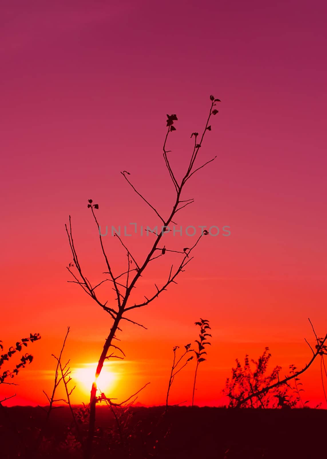 Sunset in the fall (I). Silhouettes of trees and weeds in the foreground. The red glow. Edited