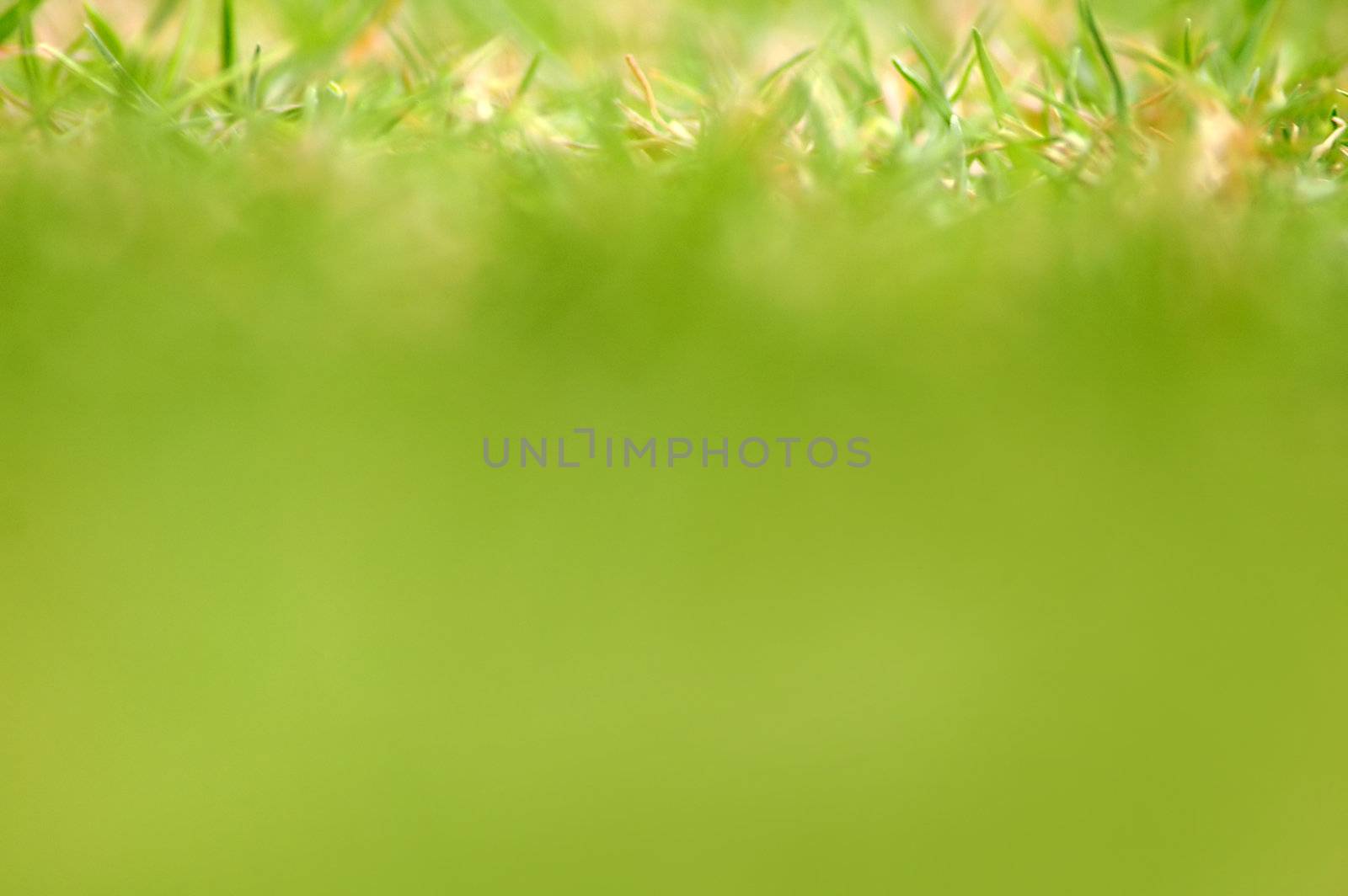 grass abstract photo, only top of the picture is in focus