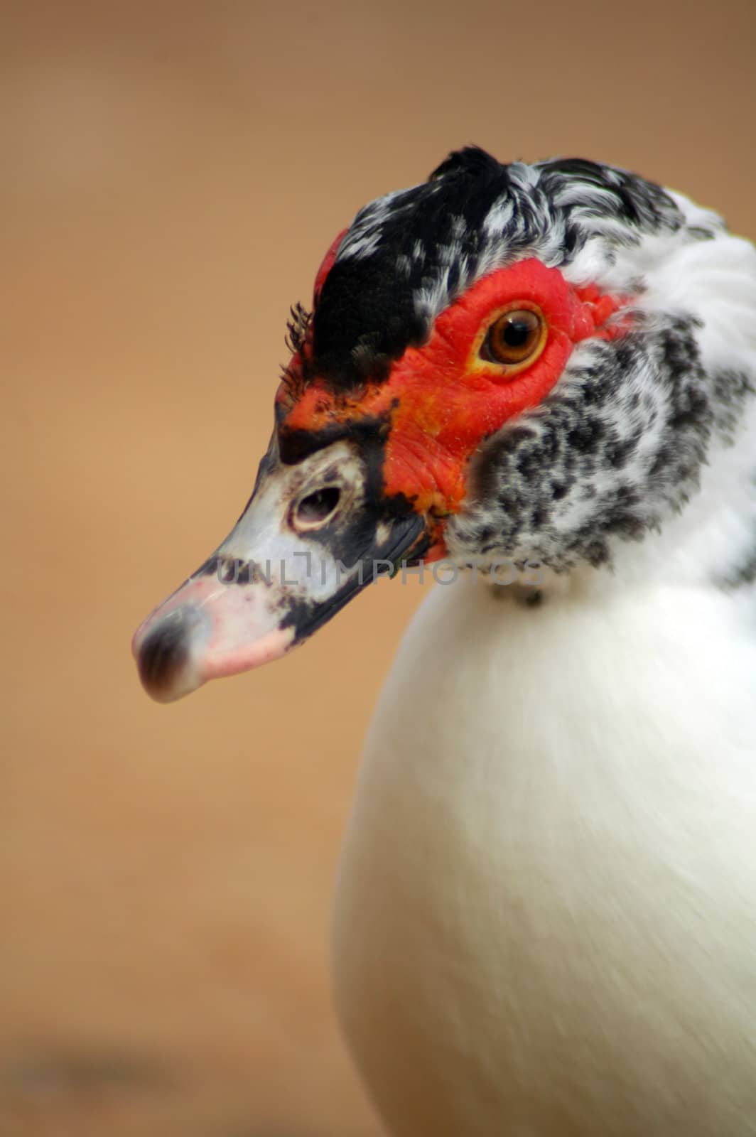 white goose with black and red head