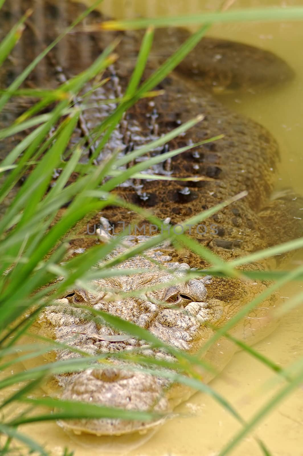 big salt-water crocodile hiding behind grass in yellow pond